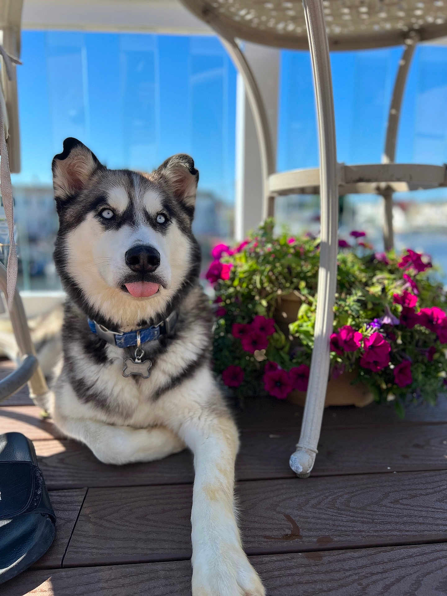 Lokai