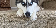 Lokai joined the competition — help win amazing prizes! dog, siberian_husky, blue_eyes, carpet, stairs, indoor, pet, animal, fur, paw, nose, ears, face, lying_down, decor, plant, home, curious, calm, mammal
