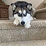 dog, siberian_husky, blue_eyes, carpet, stairs, indoor, pet, animal, fur, paw, nose, ears, face, lying_down, decor, plant, home, curious, calm, mammal