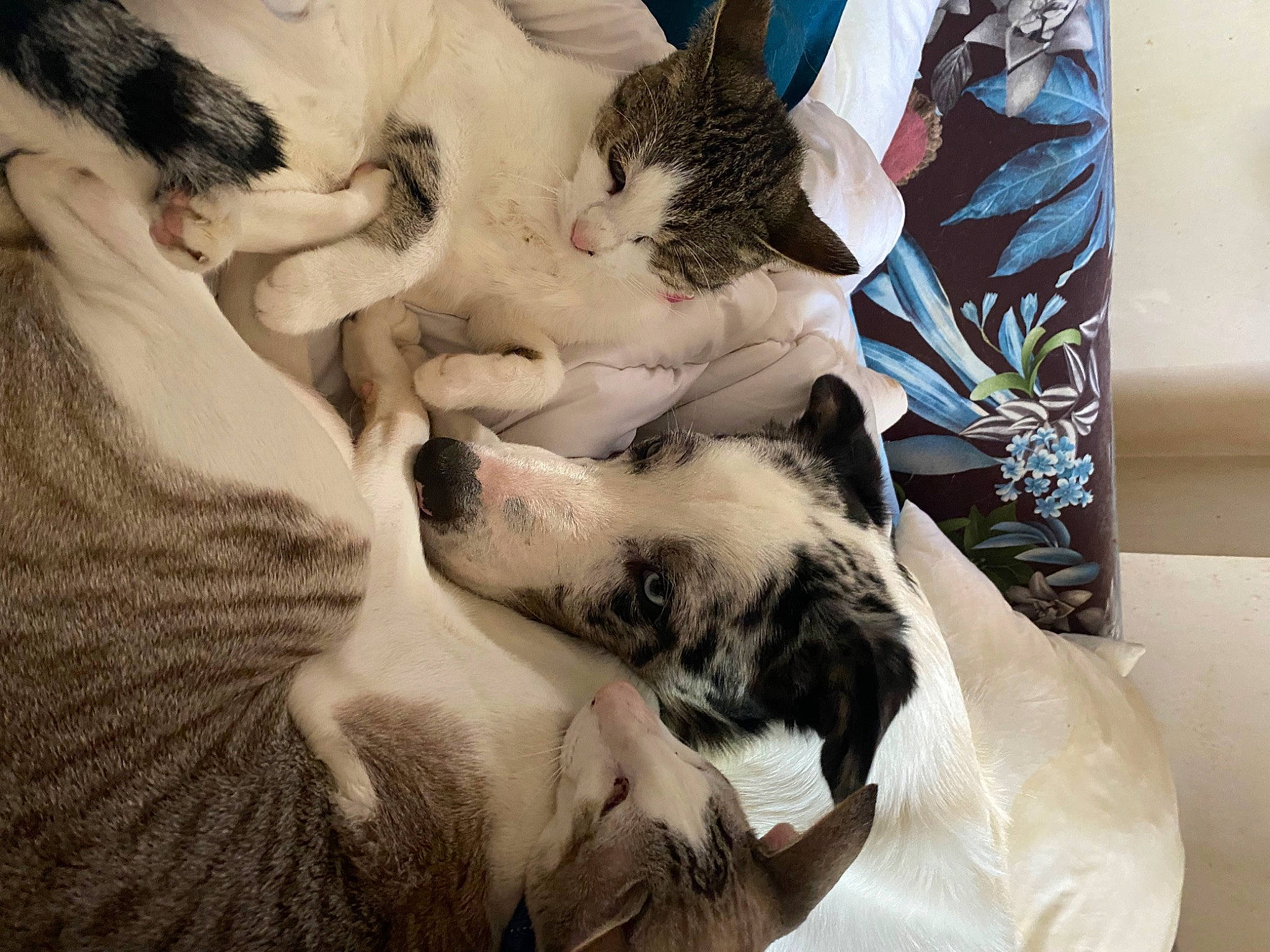 Dobby a rejoint le concours — aidez-le/la à gagner de superbes lots ! bed, canidae, carnivore, cat, claw, comfort, companion_dog, domestic_short_haired_cat, felidae, fur, linens, nap, pattern, paw, room, sleep, small_to_medium_sized_cats, tail, textile, whiskers