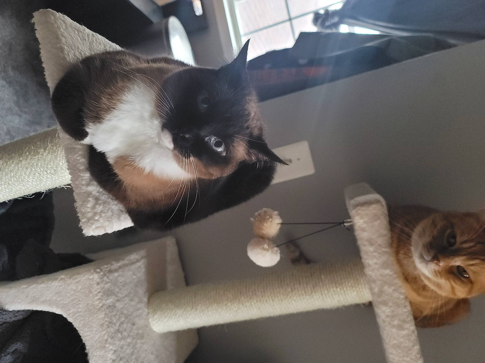 Kitna joined the competition — help win amazing prizes! auto_part, carnivore, cat, cat_supply, chair, claw, comfort, domestic_short_haired_cat, fawn, felidae, fur, paw, pet_supply, room, small_to_medium_sized_cats, snout, tail, whiskers, window, wood