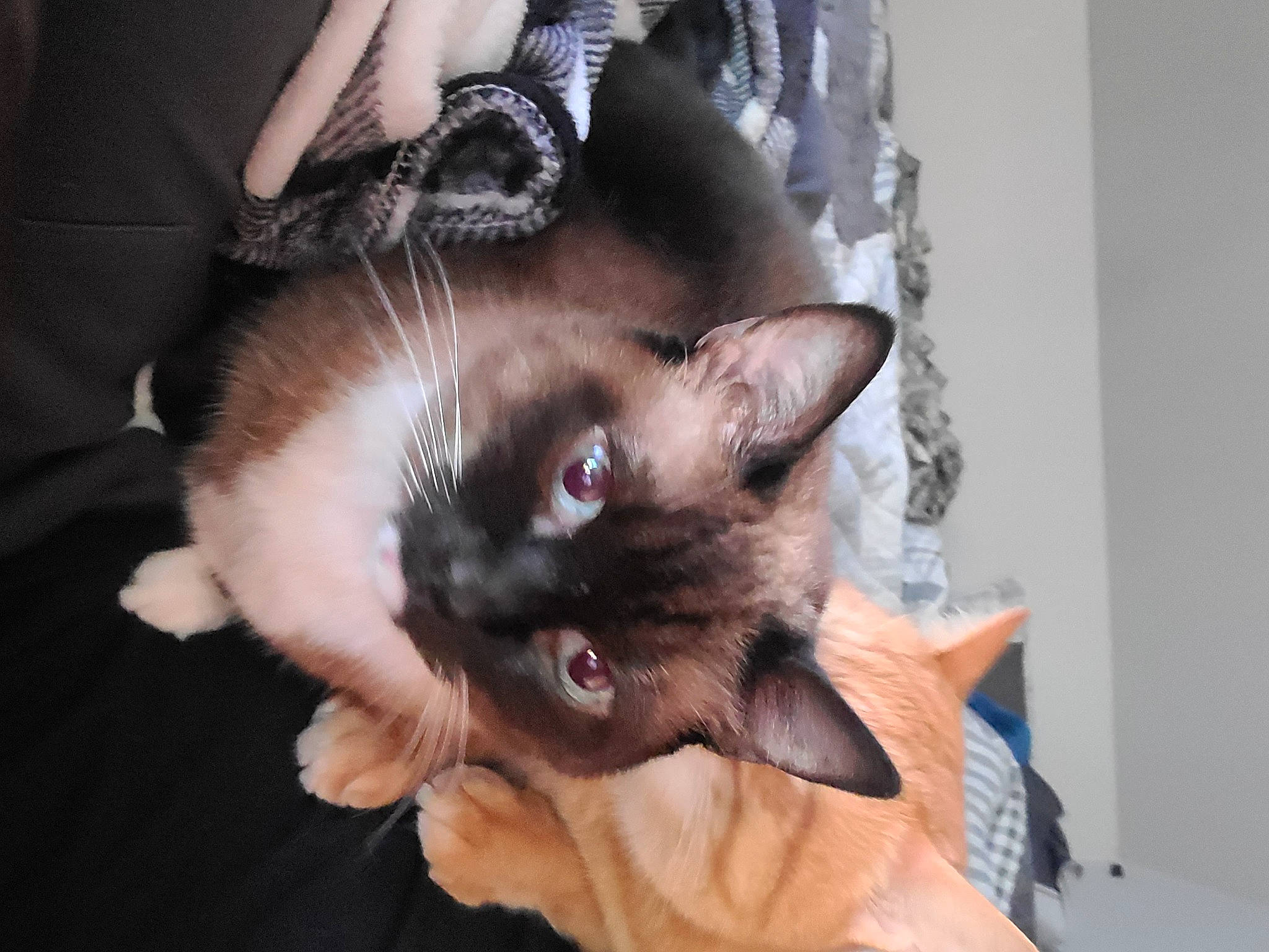 Kitna joined the competition — help win amazing prizes! balinese, birman, carnivore, cat, claw, comfort, domestic_short_haired_cat, ear, fawn, felidae, fur, iris, paw, siamese, small_to_medium_sized_cats, snout, tail, thai, whiskers