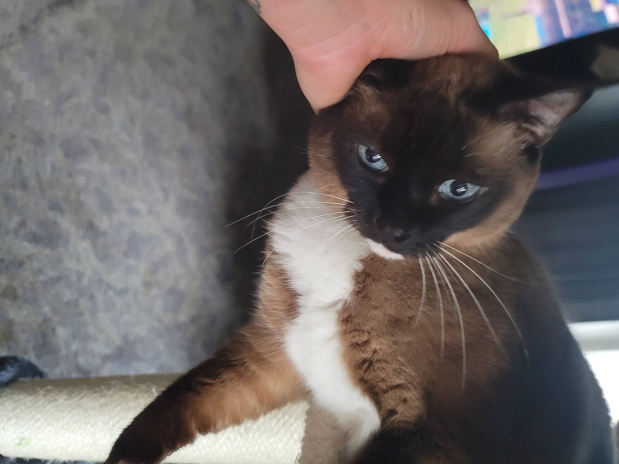 Kitna is registered to the contest to win money with this photo: carnivore, cat, domestic_short_haired_cat, fawn, felidae, fur, iris, siamese, small_to_medium_sized_cats, snout, tail, terrestrial_animal, thai, whiskers, window