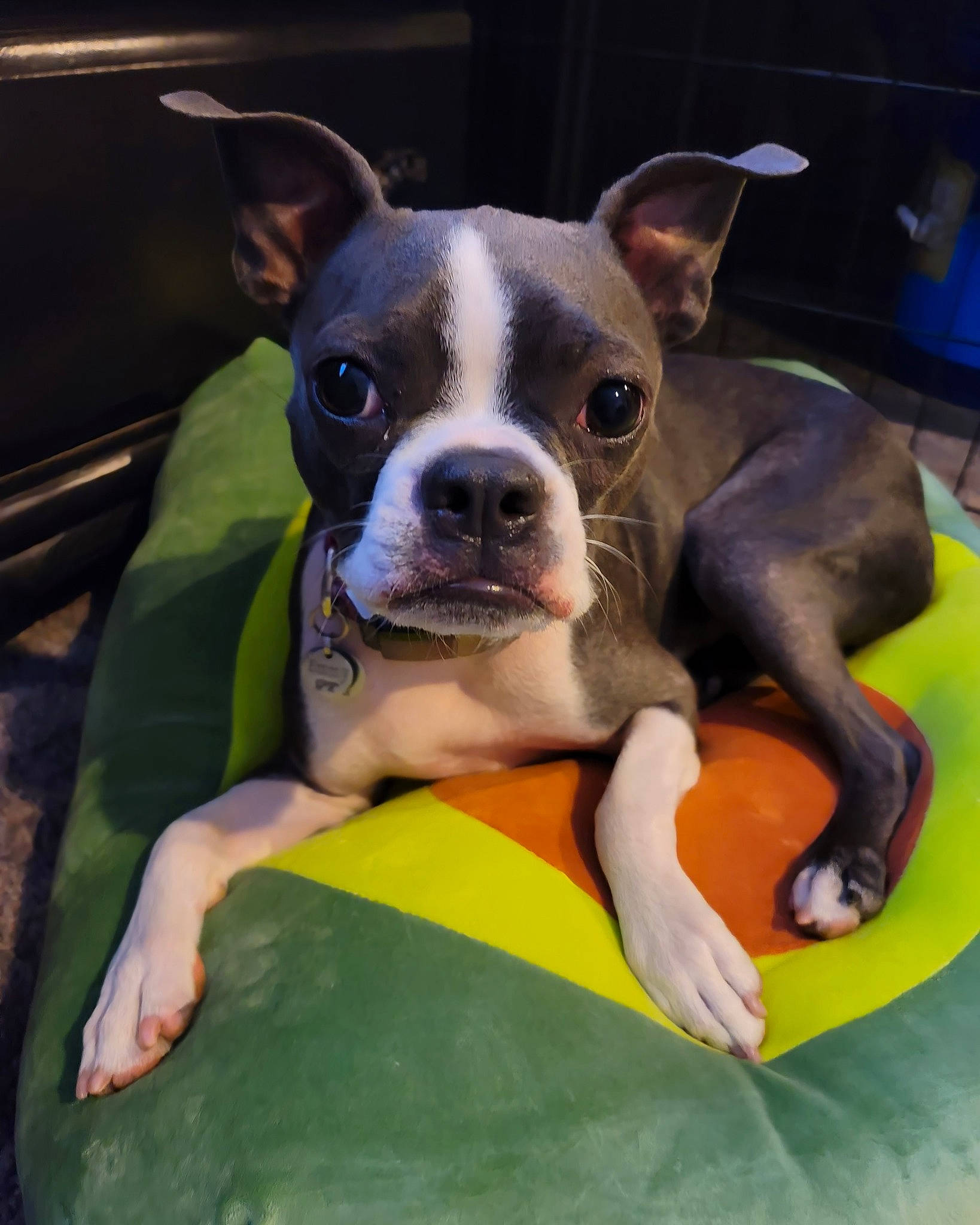 Emmy is registered to the contest to win money with this photo: boston_terrier, canidae, carnivore, comfort, companion_dog, dog, dog_breed, ear, eye, fawn, grass, mammal, molosser, snout, sporting_group, terrestrial_animal, toy_dog, vertebrate, whiskers, working_animal