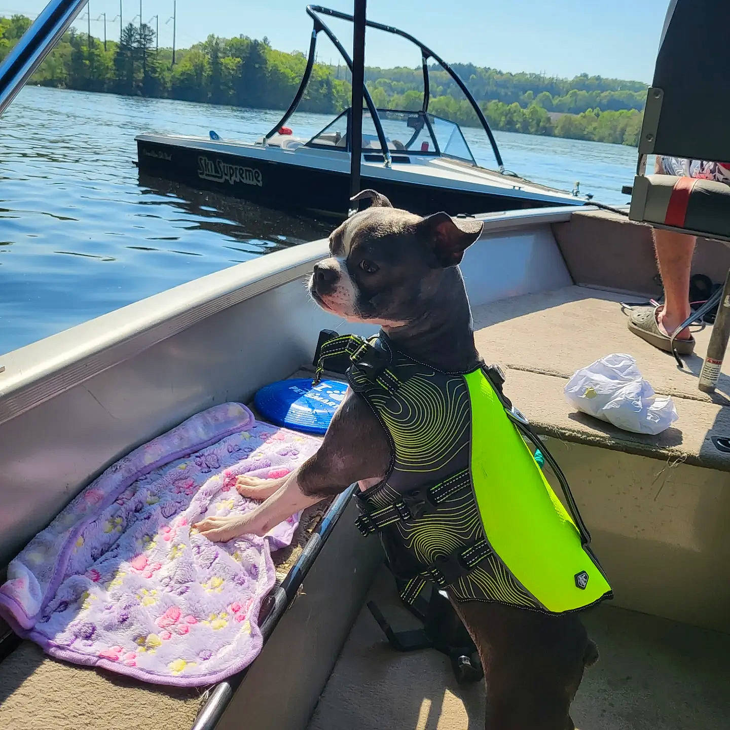 Emmy is registered to the contest to win money with this photo: boat, boats_and_boating_equipment_and_supplies, carnivore, dog, eyewear, fun, lake, leisure, naval_architecture, personal_protective_equipment, recreation, ship, sky, sunglasses, travel, vehicle, water, water_transportation, watercraft, working_animal