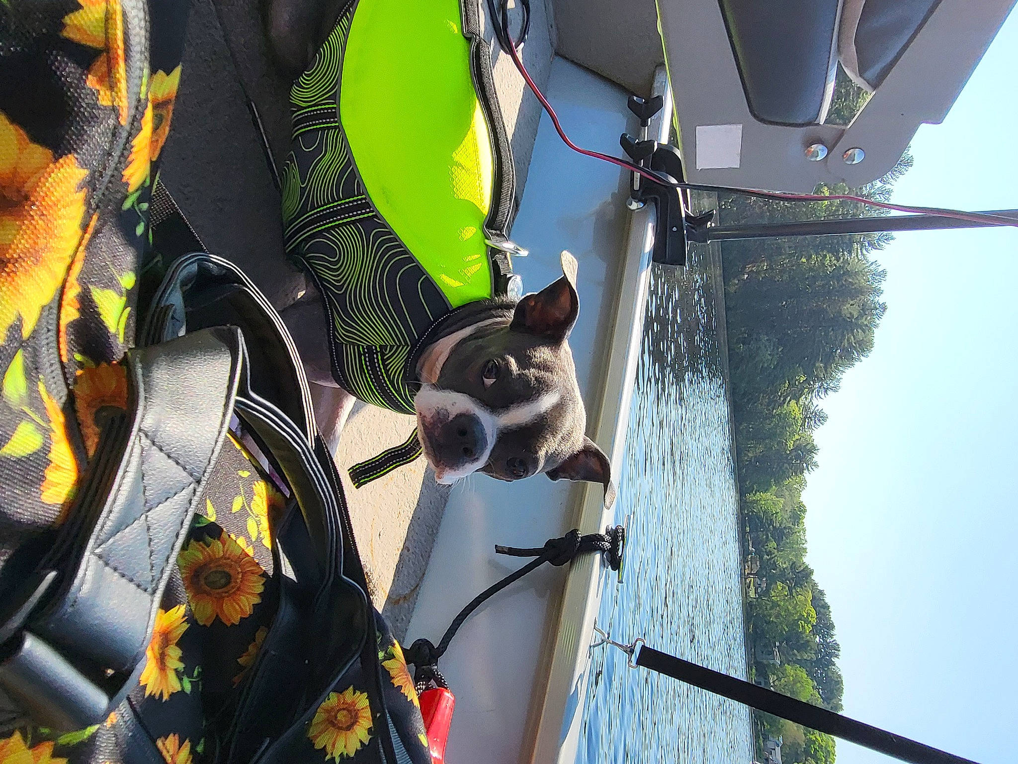 Emmy is registered to the contest to win money with this photo: auto_part, automotive_wheel_system, dog, electrical_supply, electricity, eyewear, green, hat, light, line, metal, motor_vehicle, pattern, sky, sunglasses, tree, water, wind, wire, yellow