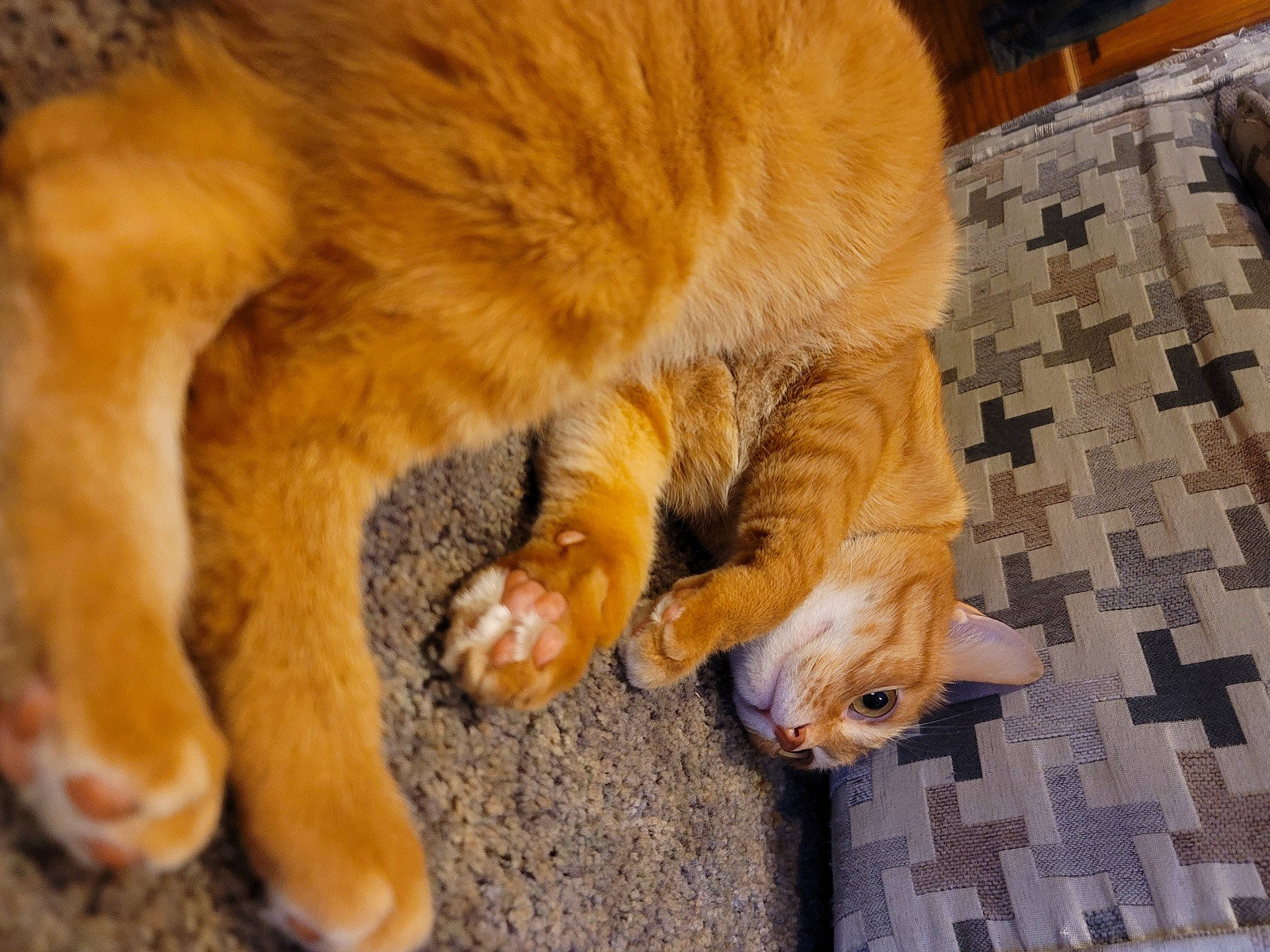 Mookie is registered to the contest to win money with this photo: carnivore, cat, comfort, dog_breed, domestic_short_haired_cat, eye, fawn, felidae, flooring, foot, gesture, human_leg, leg, paw, small_to_medium_sized_cats, snout, tail, terrestrial_animal, whiskers, wood