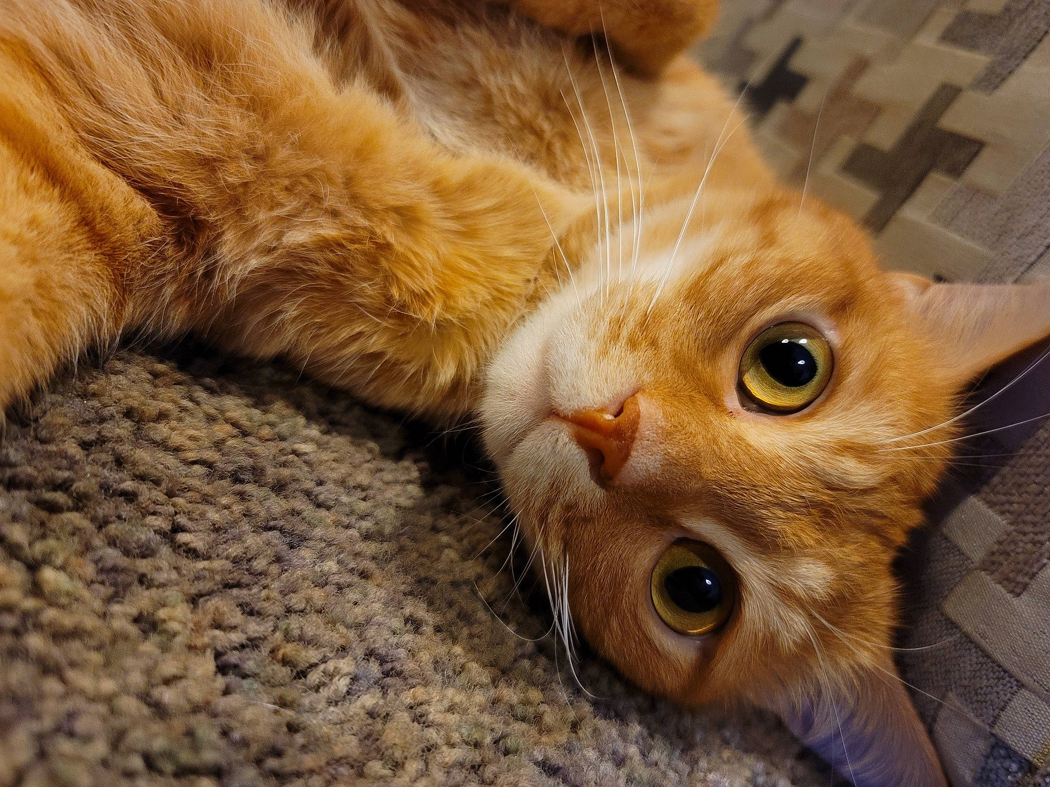 Mookie joined the competition — help win amazing prizes! carnivore, cat, claw, close_up, domestic_short_haired_cat, ear, fawn, felidae, fur, human_leg, paw, plant, small_to_medium_sized_cats, snout, tail, terrestrial_animal, whiskers, wildlife, wood