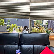 Chanel a rejoint le concours — aidez-le/la à gagner de superbes lots ! black_leather_couch, cat, curious, curtains, decor, doll, fluffy_cat, furniture, green_plant, home, indoor, living_room, pet, pink_pot, plants, purple_clothing, red_pillow, sitting, window, wooden_ceiling