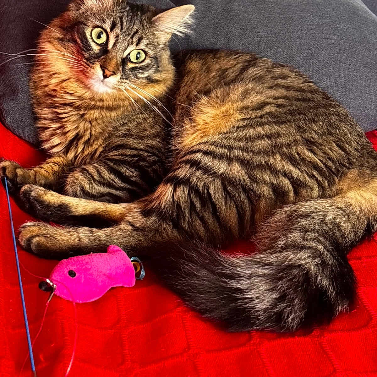 Kitty participe au concours pour gagner de l'argent avec cette photo : abyssinian, angora, animal, applique, bed, blanket, cat, chair, couch, cushion, furniture, homedecor, kitten, manx, pattern, person, pet, plush, sleeping, toy