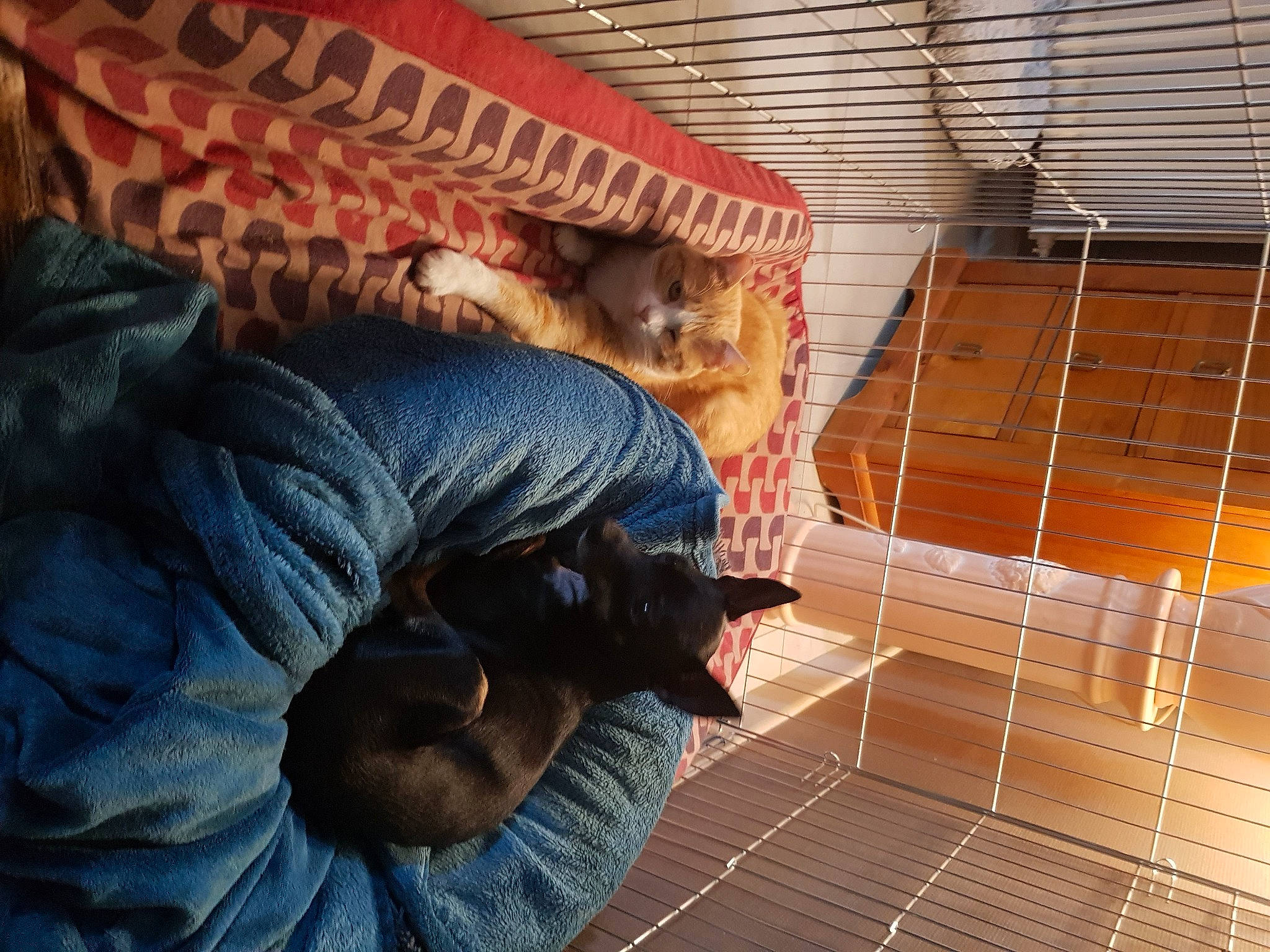 Lina participe au concours pour gagner de l'argent avec cette photo : animal_shelter, brickwork, cage, comfort, denim, felidae, flooring, fur, hardwood, heat, house, pet_supply, room, sitting, small_to_medium_sized_cats, sporting_group, tail, tree, wood, wool