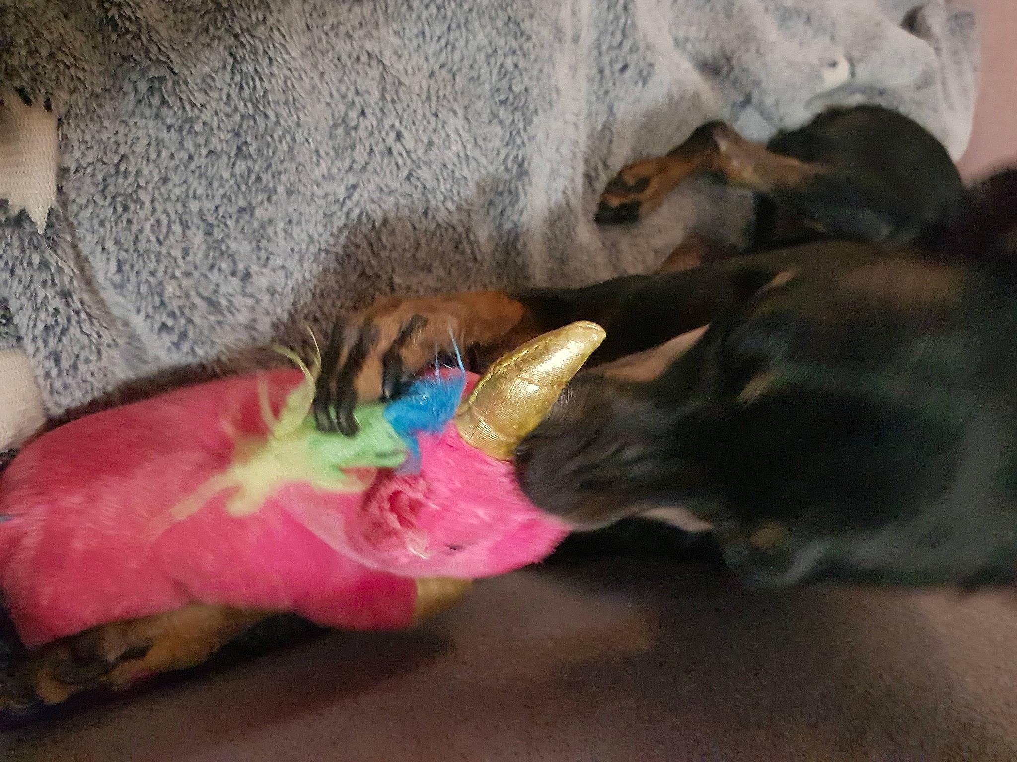 Lina participe au concours pour gagner de l'argent avec cette photo : carnivore, collar, comfort, companion_dog, dog, dog_breed, dog_supply, fawn, flooring, foot, fur, guard_dog, human_leg, liver, nail, paw, tail, toy, working_animal, wrist