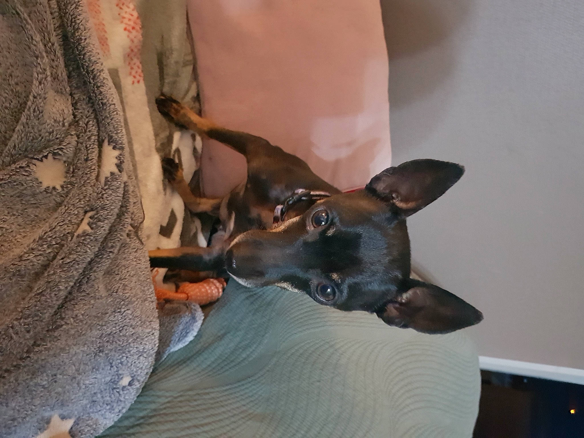 Lina participe au concours pour gagner de l'argent avec cette photo : canidae, carnivore, collar, comfort, companion_dog, dog, dog_breed, ear, fawn, fur, guard_dog, non_sporting_group, paw, pinscher, prazsky_krysarik, snout, sporting_group, toy_dog, whiskers, working_animal