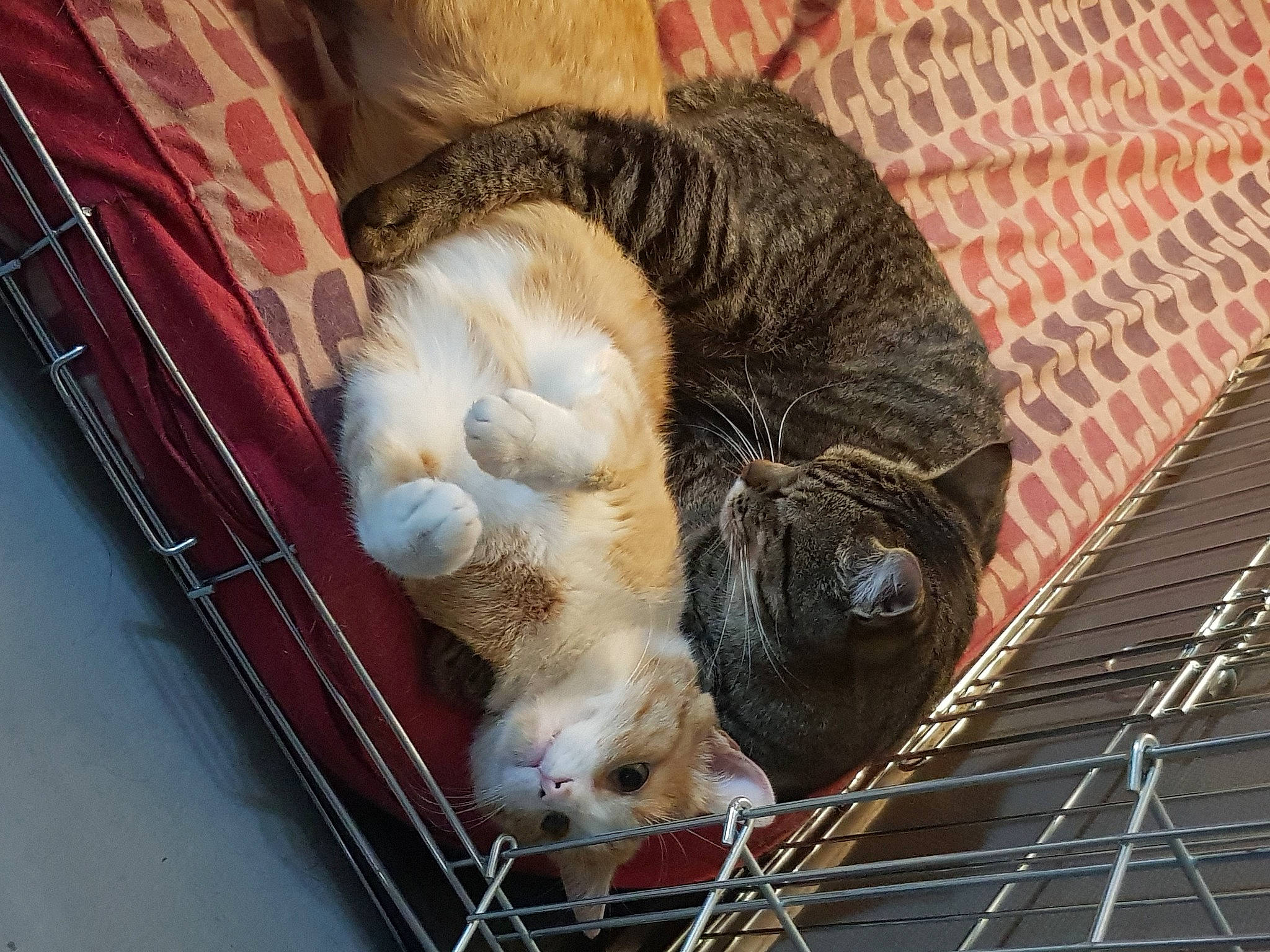 Tigrou participe au concours pour gagner de l'argent avec cette photo : animal_shelter, cage, carnivore, cat, cat_supply, claw, comfort, domestic_short_haired_cat, fawn, felidae, fur, mammal, pet_supply, small_to_medium_sized_cats, snout, sporting_group, tail, vertebrate, whiskers, wood