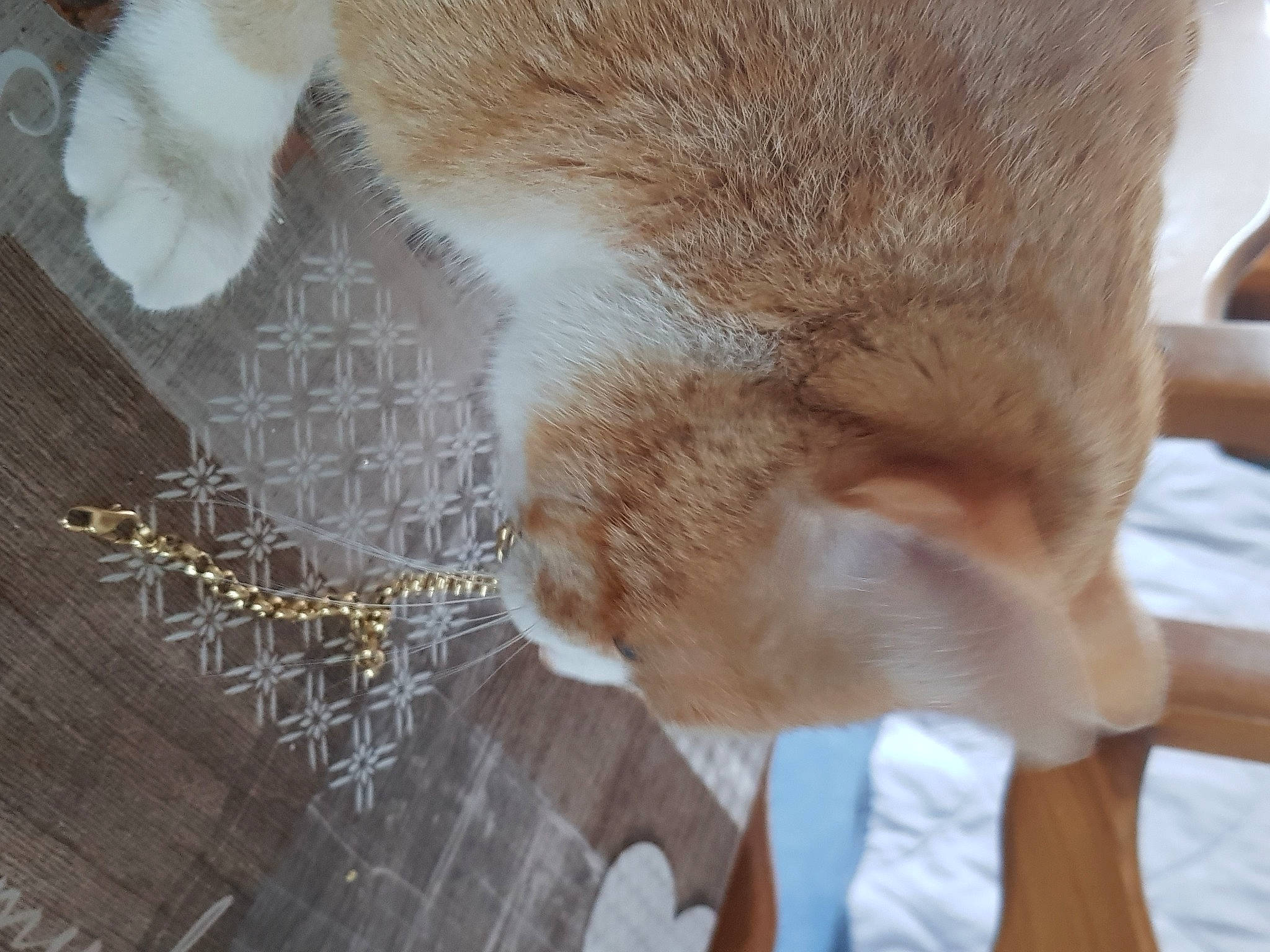 Tigrou a rejoint le concours — aidez-le/la à gagner de superbes lots ! canidae, carnivore, cat, claw, domestic_short_haired_cat, fawn, felidae, flooring, fur, human_leg, metal, paw, small_to_medium_sized_cats, snout, sporting_group, tail, textile, whiskers, wood