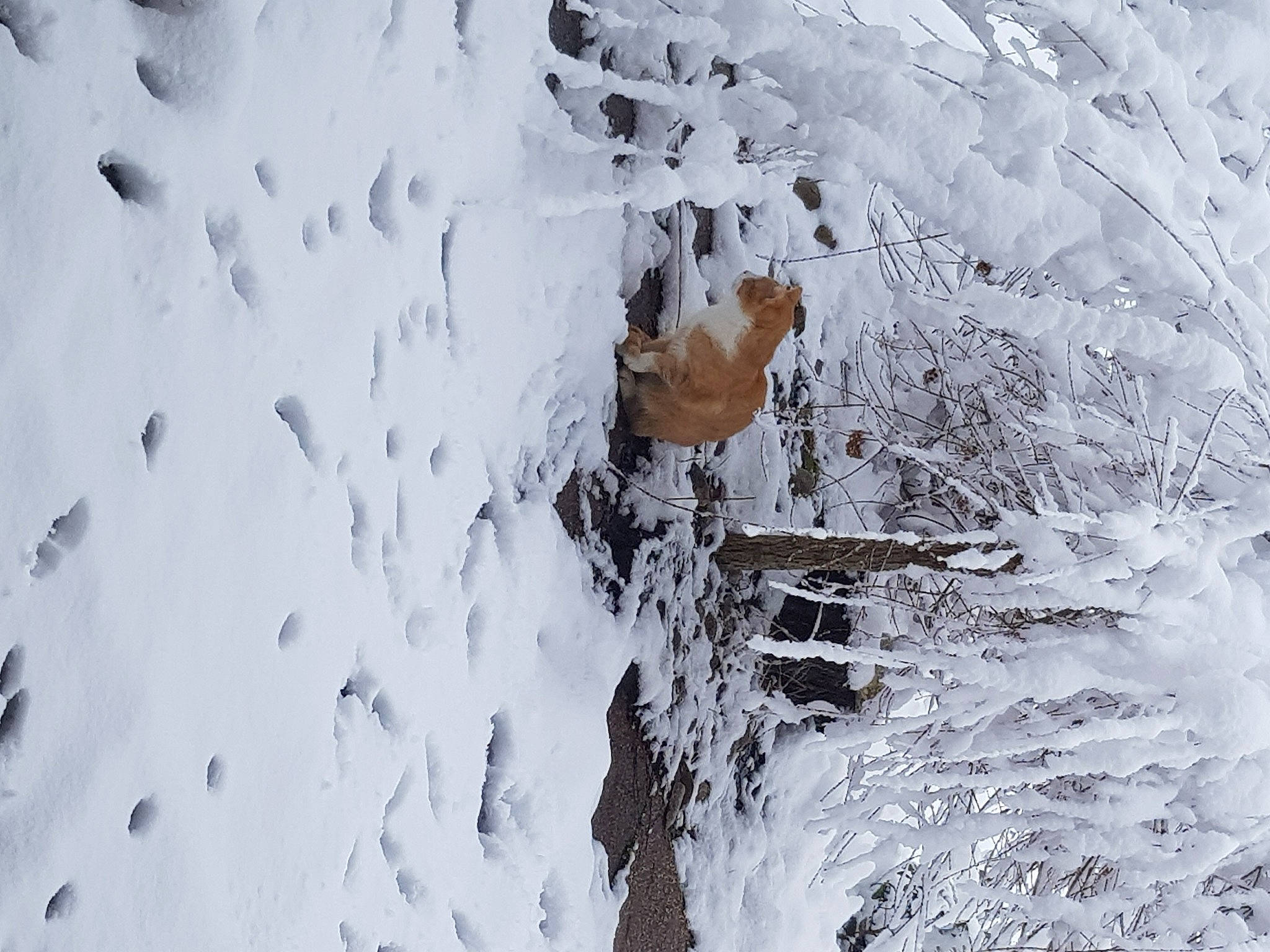 Tigrou a rejoint le concours — aidez-le/la à gagner de superbes lots ! branch, event, freezing, frost, geological_phenomenon, glacial_landform, ice_cap, pattern, plant, precipitation, slope, snow, tree, twig, winter, wood