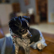 Panda is registered to the contest to win money with this photo: dog, black_and_white, pet, indoor, wooden_surface, curious, ears, fur, animal, companion, closeup, portrait, blurred_background, domestic, cute, small_dog, furry, looking_away, house, cozy
