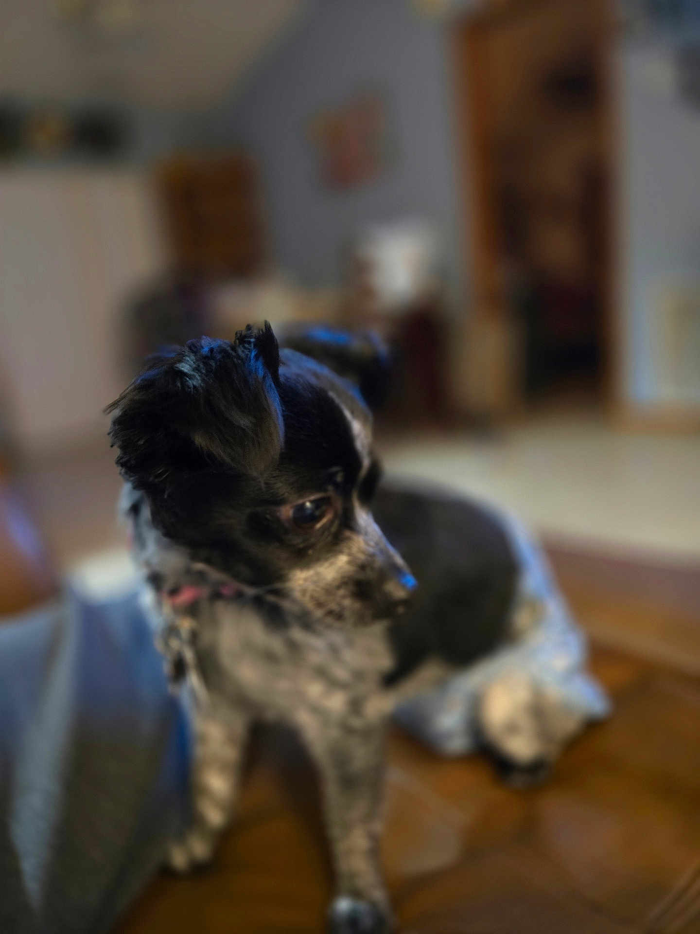 Panda is registered to the contest to win money with this photo: dog, black_and_white, pet, indoor, wooden_surface, curious, ears, fur, animal, companion, closeup, portrait, blurred_background, domestic, cute, small_dog, furry, looking_away, house, cozy