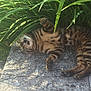 animal, cat, concrete, ears, eyes, feline, grass, green, lying_down, mouth_open, nature, outdoor, paw, pet, playful, relaxing, shadow, spotted, sunlight, whiskers
