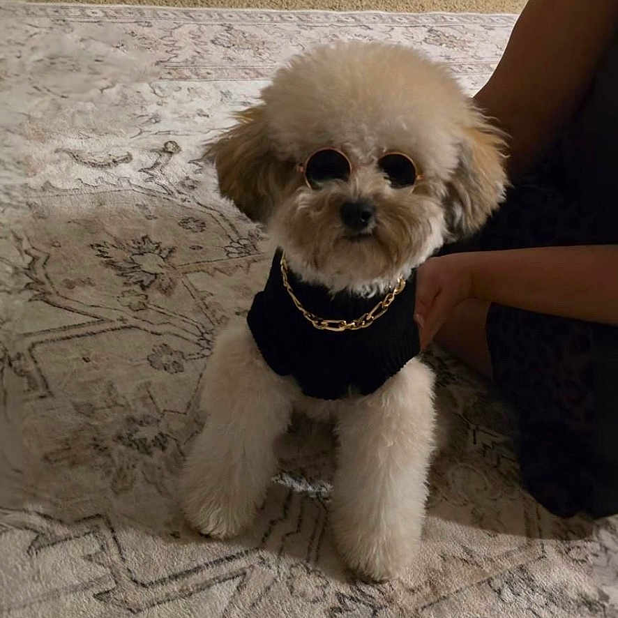 Santino joined the competition — help win amazing prizes! accessories, animal, basket, candle, canine, dog, door, face, furniture, head, homedecor, indoors, interiordesign, person, pet, photography, poodle, portrait, puppy, whitedog