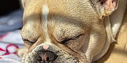 Stormi is registered to the contest to win money with this photo: adorable, animal, blanket, canine, close_up, cozy, cute, dog, ear, face, french_bulldog, fur, indoor, nap, peaceful, pet, relaxation, resting, sleeping, sunlight