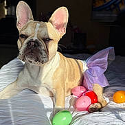 Stormi is registered to the contest to win money with this photo: animal, bed, cute, dog, ears, easter_eggs, french_bulldog, indoor, laying_down, light_and_shadow, pet, pink, plastic_eggs, playful, portrait, purple, sunlight, tutu, white_bedspread, wrinkles