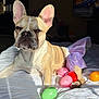 animal, bed, cute, dog, ears, easter_eggs, french_bulldog, indoor, laying_down, light_and_shadow, pet, pink, plastic_eggs, playful, portrait, purple, sunlight, tutu, white_bedspread, wrinkles