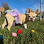 Stormi is registered to the contest to win money with this photo: animal, blue_sky, costume, cute, daylight, dog, ears, easter_eggs, face, french_bulldog, grass, nature, outdoor, pet, playful, small_dog, spring, sunny, tree, tutu