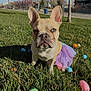 Stormi is registered to the contest to win money with this photo: animal, blue_sky, costume, cute, daytime, dog, ears, easter_eggs, face, fence, french_bulldog, grass, outdoor, pet, playful, sitting, spring, sunny, tree, tutu