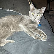 Billyjean is registered to the contest to win money with this photo: cat, grey_cat, pet, animal, indoor, blanket, stretching, paws, fur, whiskers, collar, tag, resting, feline, cute, domestic_animal, cozy, home, carpet, table