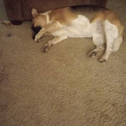 Spot is registered to the contest to win money with this photo: dog, carpet, indoor, furniture, armchair, resting, sleeping, pet, brown, beige, cozy, relaxed, animal, floor, living_room, domestic, canine, lazy, home, comfort