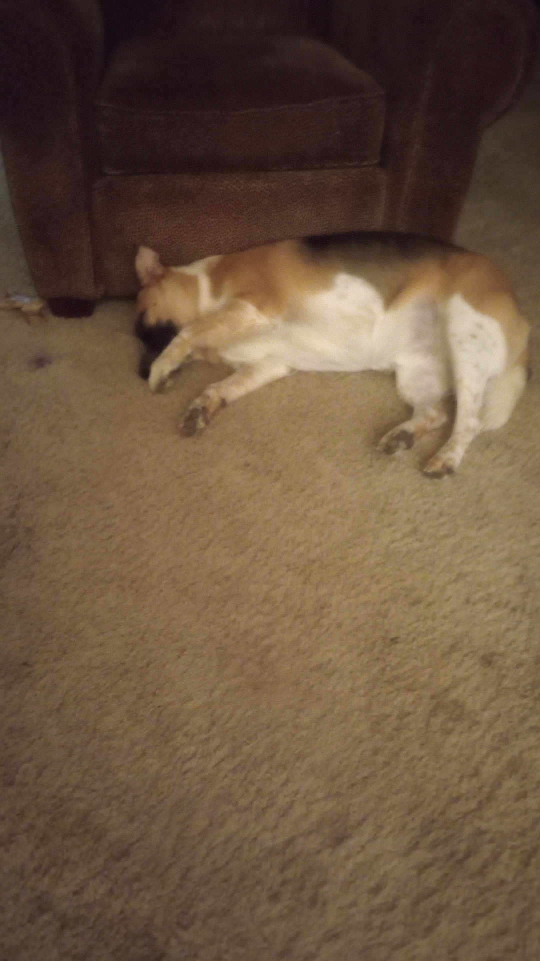 Spot is registered to the contest to win money with this photo: dog, carpet, indoor, furniture, armchair, resting, sleeping, pet, brown, beige, cozy, relaxed, animal, floor, living_room, domestic, canine, lazy, home, comfort