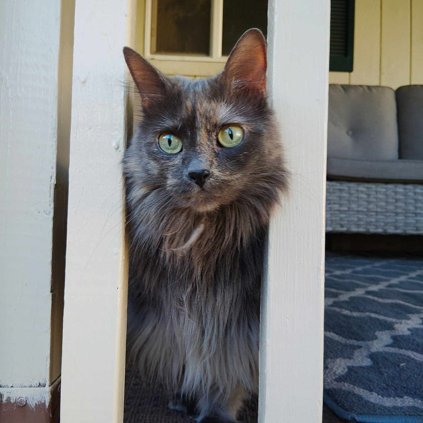 Minnie is registered to the contest to win money with this photo: abyssinian, animal, architecture, building, cat, couch, den, furniture, hardwood, homedecor, indoors, kitten, linen, livingroom, manx, pet, plywood, shelf, slate, wood