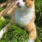 Alvin participe au concours pour gagner de l'argent avec cette photo : abyssinian, animal, cat, field, grass, grassland, green, herbal, herbs, kitten, lawn, leaf, manx, nature, outdoors, pet, plant, soil, vegetation, yard