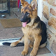 Baïa participe au concours pour gagner de l'argent avec cette photo : animal, canine, companion, dog, domestic_animal, doorstep, ears_up, floor, fur, german_shepherd, house, mat, outdoor, pet, puppy, sitting, stone_wall, tongue_out, water_bowl, young_dog