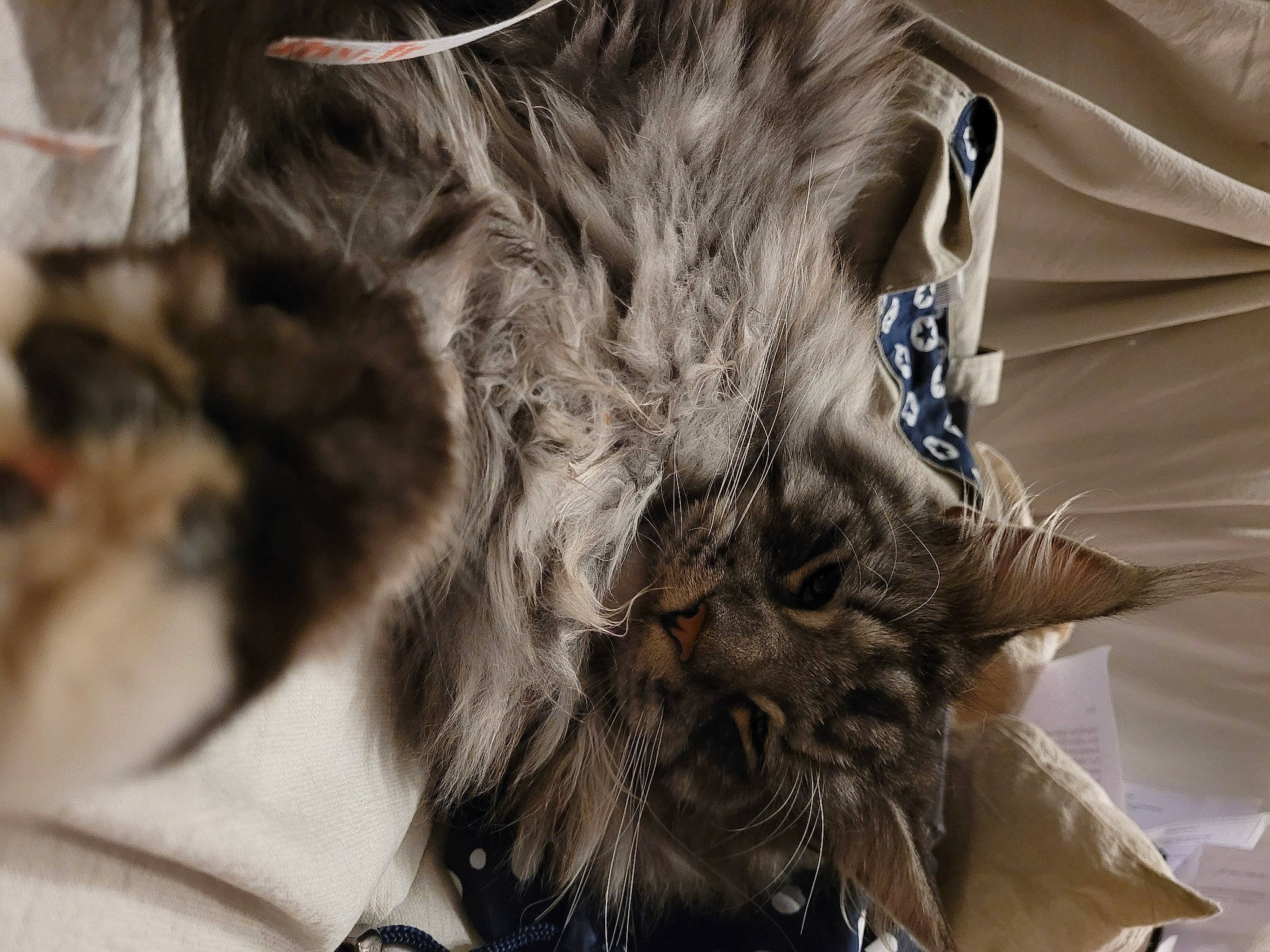 Farouk a rejoint le concours — aidez-le/la à gagner de superbes lots ! beard, cg_artwork, claw, dress, eyelash, eyewear, fashion_accessory, fashion_design, feather, felidae, fictional_character, fur, gesture, hair_coloring, pattern, small_to_medium_sized_cats, snout, tree, whiskers, wing