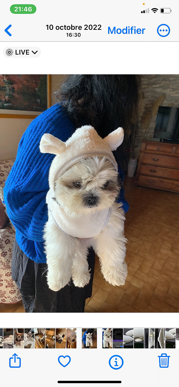 Pom participe au concours pour gagner de l'argent avec cette photo : barrel, carnivore, collar, companion_dog, dog, dog_breed, dog_clothes, dog_collar, dog_supply, eyewear, fawn, glasses, pet_supply, picture_frame, small_terrier, snout, sunglasses, tail, terrier, toy_dog