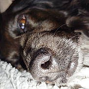 Olie participe au concours pour gagner de l'argent avec cette photo : dog, nose, close_up, fur, eye, pet, animal, texture, whiskers, sleeping, resting, macro, brown, soft, indoor, cozy, portrait, canine, snout, laying_down