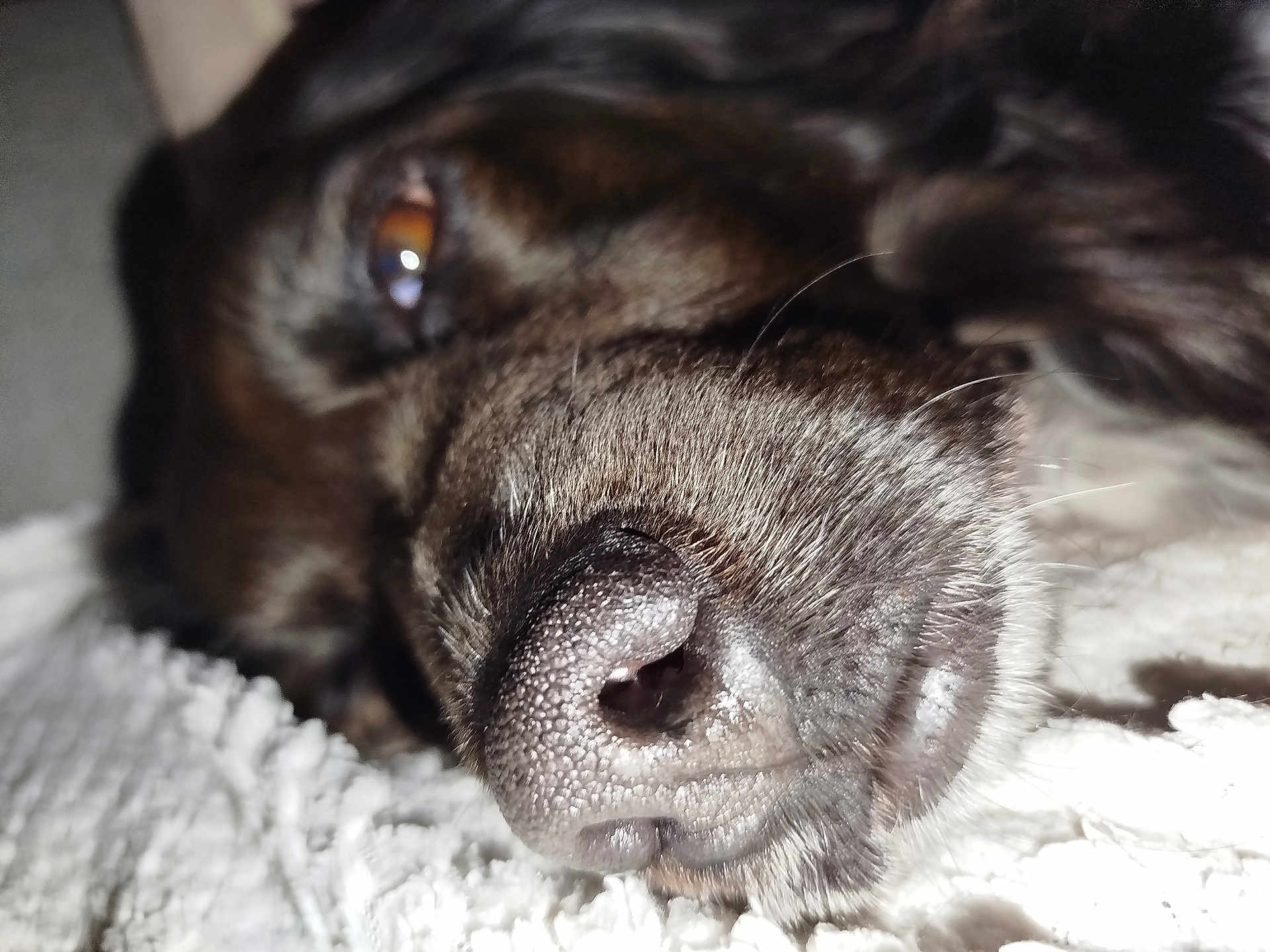 Olie participe au concours pour gagner de l'argent avec cette photo : dog, nose, close_up, fur, eye, pet, animal, texture, whiskers, sleeping, resting, macro, brown, soft, indoor, cozy, portrait, canine, snout, laying_down