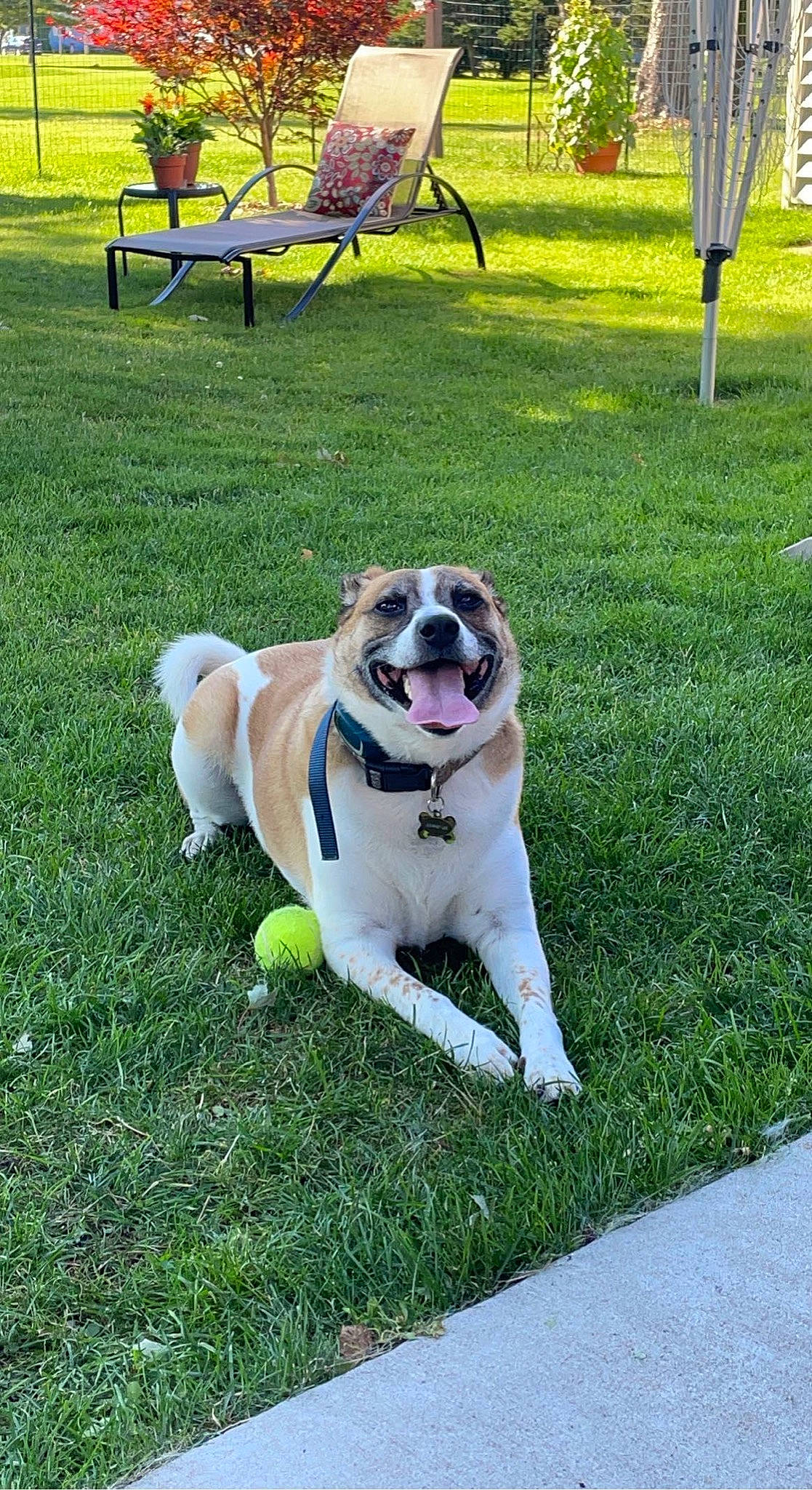 Journey is registered to the contest to win money with this photo: canidae, carnivore, chair, collar, companion_dog, dog, dog_breed, dog_collar, dog_supply, fawn, garden, grass, lawn, leash, leisure, outdoor_furniture, pet_supply, plant, sporting_group, tree