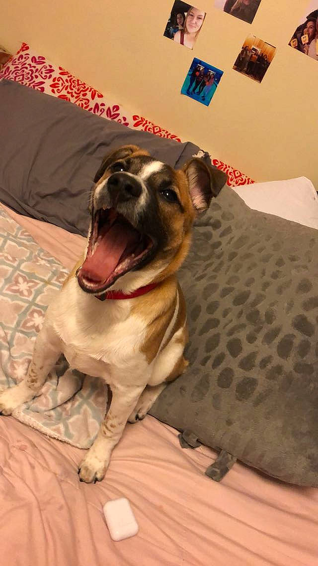 Journey joined the competition — help win amazing prizes! carnivore, collar, comfort, companion_dog, dog, dog_breed, dog_collar, dog_supply, fawn, flooring, guard_dog, hardwood, linens, paw, pet_supply, snout, sporting_group, whiskers, wood, working_animal