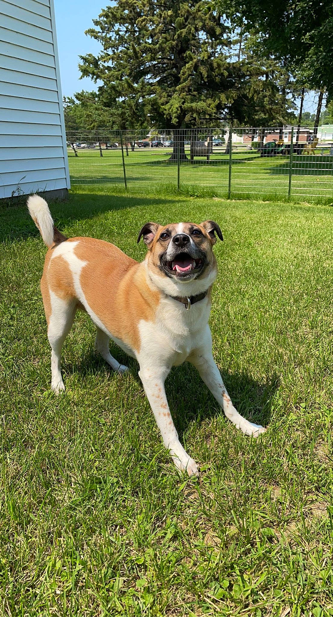 Journey joined the competition — help win amazing prizes! ancient_dog_breeds, canidae, carnivore, collar, companion_dog, dog, dog_breed, dog_supply, fawn, garden, grass, non_sporting_group, plant, snout, sporting_group, tail, tree, working_animal, working_dog, yard