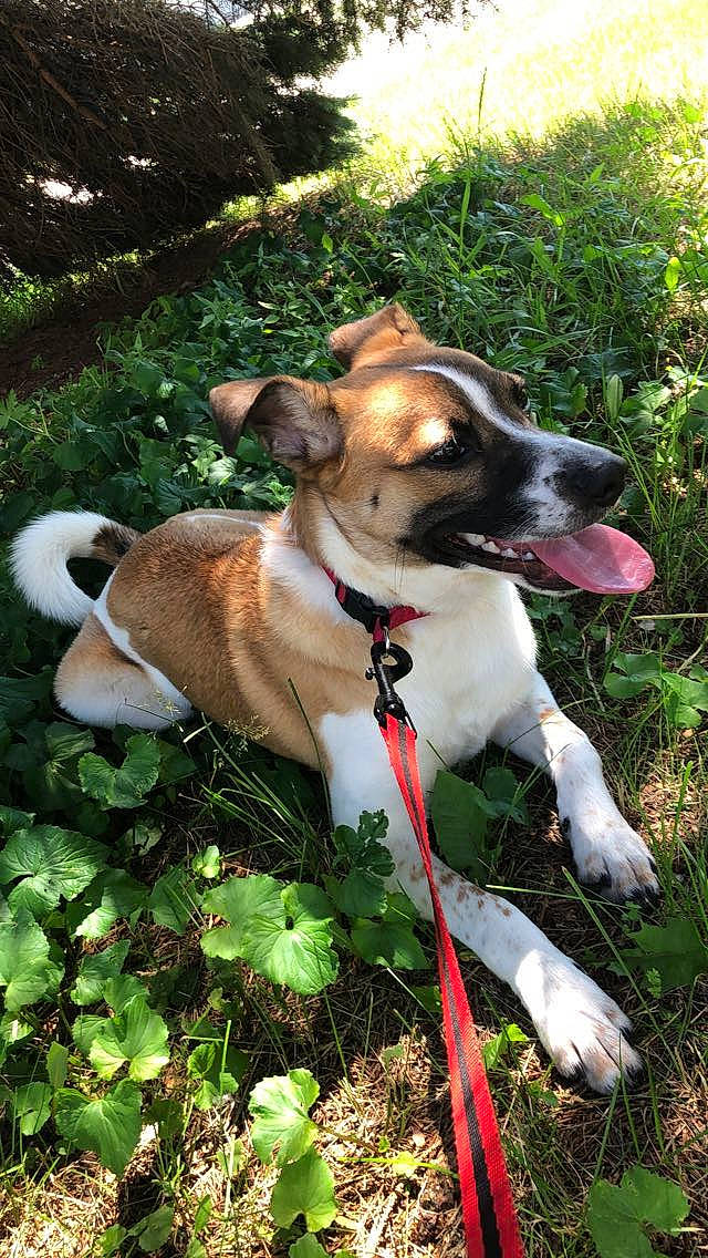 Journey joined the competition — help win amazing prizes! canidae, carnivore, collar, companion_dog, dog, dog_breed, dog_collar, dog_supply, fawn, garden, grass, groundcover, leash, plant, sporting_group, terrier, whiskers, working_animal, working_dog, yard