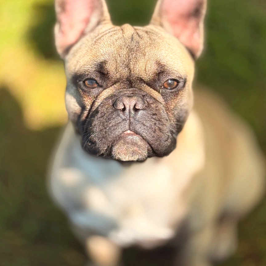 Kiko