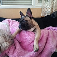 Kiko participe au concours pour gagner de l'argent avec cette photo : animal, blanket, couch, cozy, curtain, cute, dog, french_bulldog, fur, home, indoor, looking, paw, pet, pink, puppy, relaxed, resting, soft, window