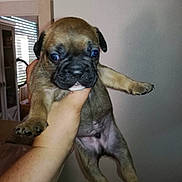 Osko participe au concours pour gagner de l'argent avec cette photo : boxer, bullmastiff, carnivoran, companion_dog, dog, dog_breed, dog_breed_group, dog_like_mammal, fawn, pug, puppy, snout, toy_bulldog, valley_bulldog, vertebrate