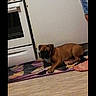 Osko a rejoint le concours — aidez-le/la à gagner de superbes lots ! boxer, bullmastiff, carnivoran, dog, dog_breed, dog_breed_group, dog_like_mammal, fawn, floor, flooring, hardwood, mammal, pug, puggle, puppy, snout, vertebrate