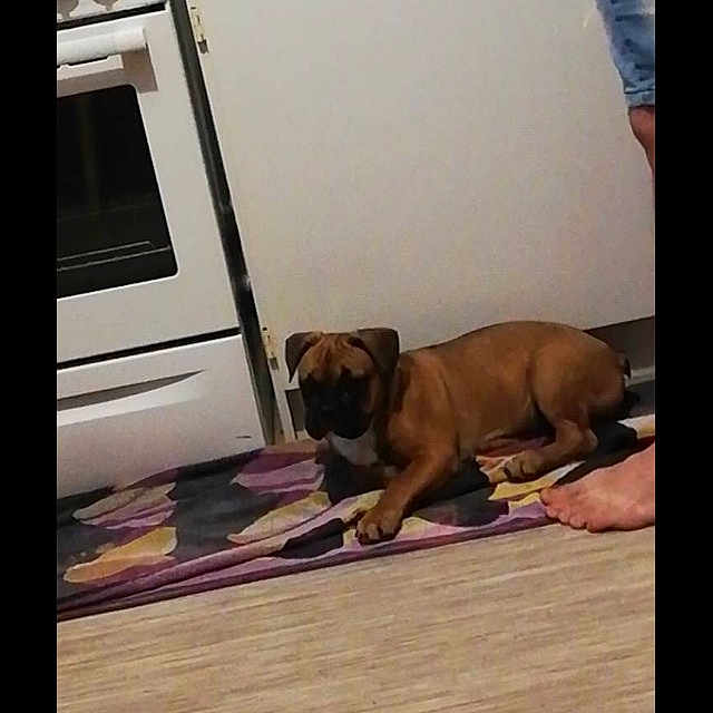 Osko