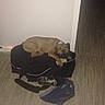 Osko a rejoint le concours — aidez-le/la à gagner de superbes lots ! angle, arm, chair, dog_like_mammal, floor, flooring, hardwood, sitting, wood