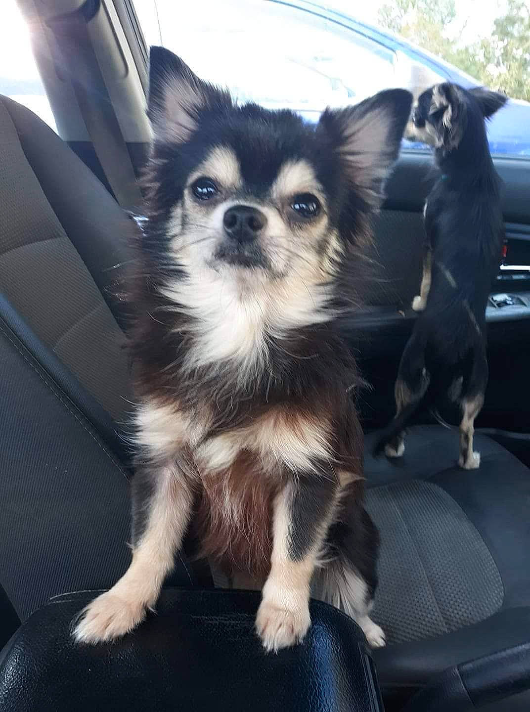 Jellybean joined the competition — help win amazing prizes! canidae, car, carnivore, cloud, companion_dog, corgi_chihuahua, dog, dog_breed, dog_supply, eyewear, fashion_accessory, fur, motor_vehicle, sky, snout, terrestrial_animal, toy_dog, tree, vehicle, whiskers